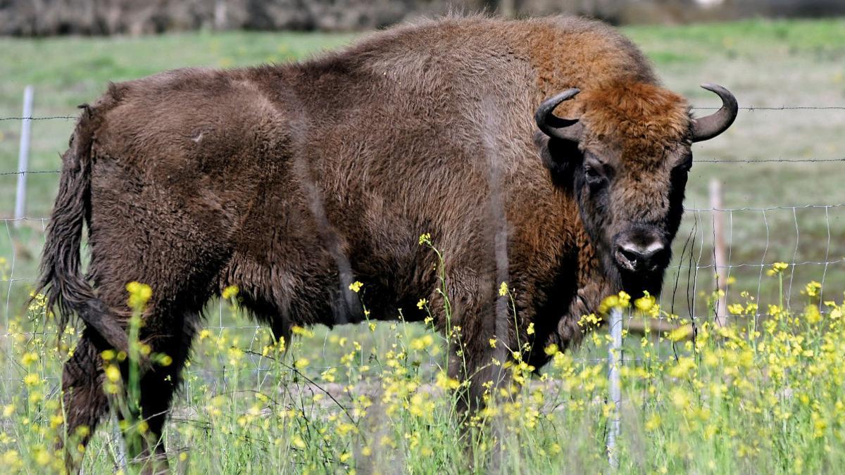 Uno de los bisontes que llegó en 2018 desde Polonia para repoblar la provincia de Segovia.