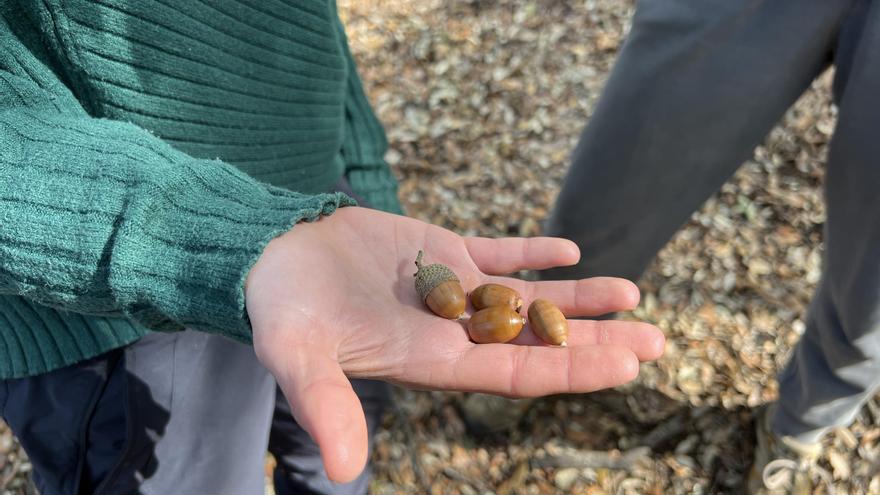 Neix &#039;Plantes Oblidades&#039;, una iniciativa pionera a Catalunya per donar valor a productes alimentaris del bosc