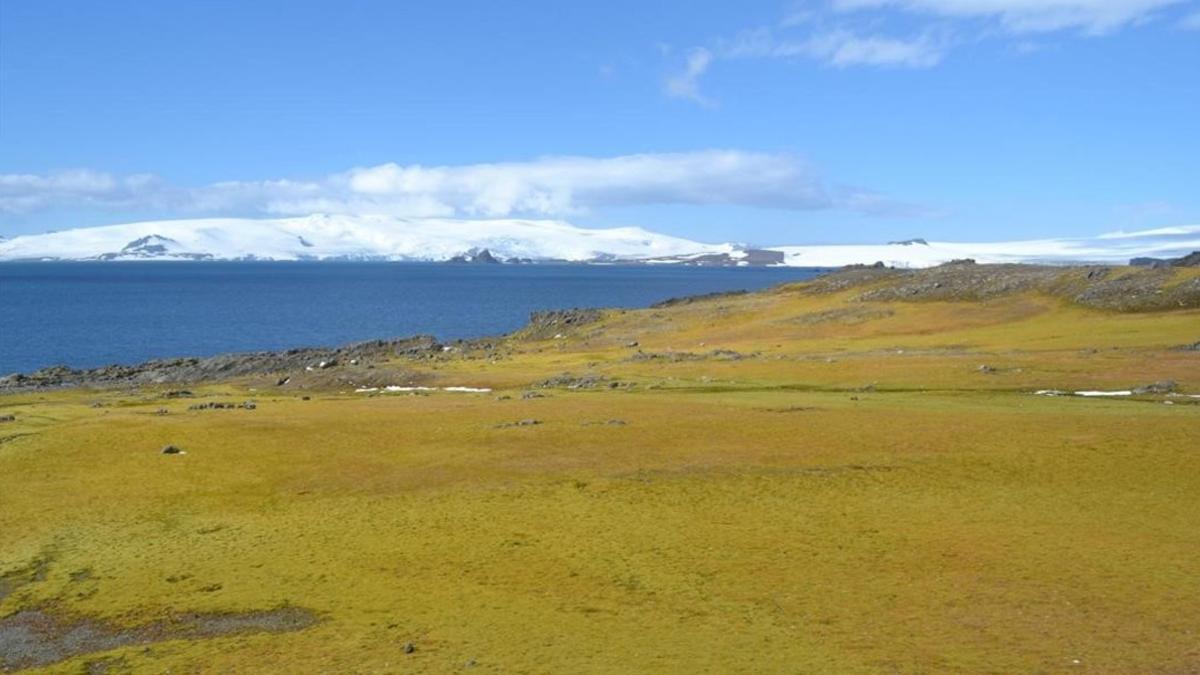 amadridejos38677980 sociedad  antarctica green island with icebergs  foto matt a170530203231