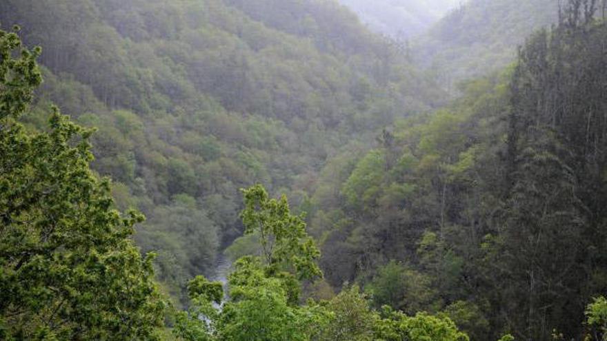 Vista del cañón del río Eume en el parque de las Fragas. /  Carlos Pardellas