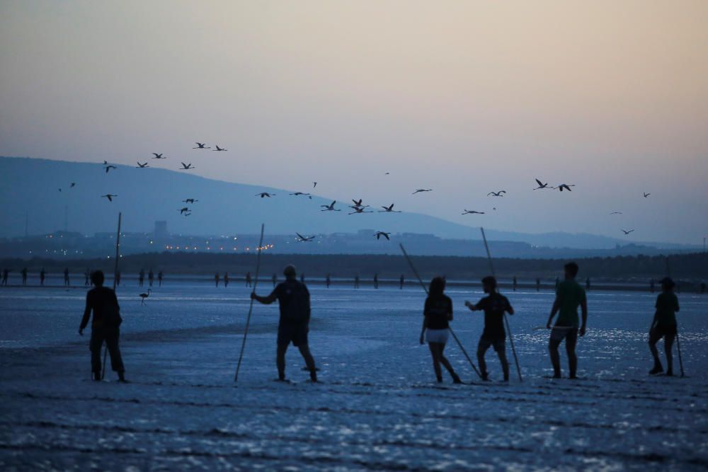 Volunteers wade across the lagoon at dawn to ...