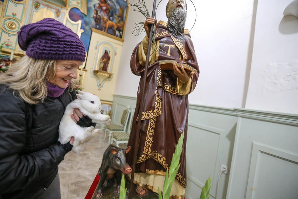 Bolas de bergamota, pan de novia, el concurso mundial de charlatanes...Orihuela se reencuentra con la tradición en San Antón