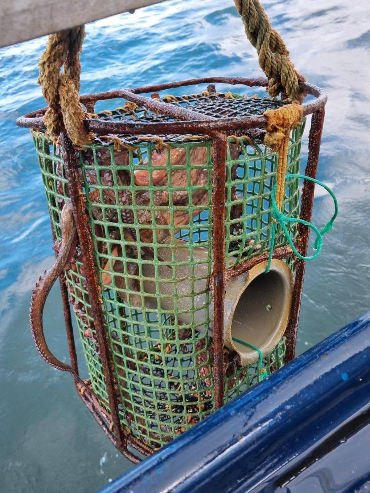 Un pulpo atrapado en un aparejo ilegal.