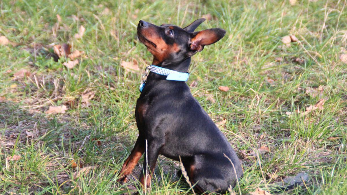 Pinscher miniatura: una de las razas de perros &quot;mini&quot; que no crecen mucho