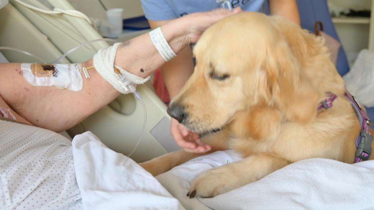 Un paciente de la unidad de cuidados paliativos del Hospital Marítimo participa en la terapia asistida con animales