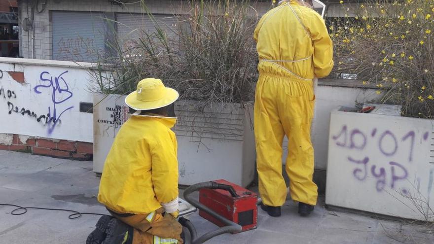 Los apicultores en el momento de retirar las abejas con un aspirador.