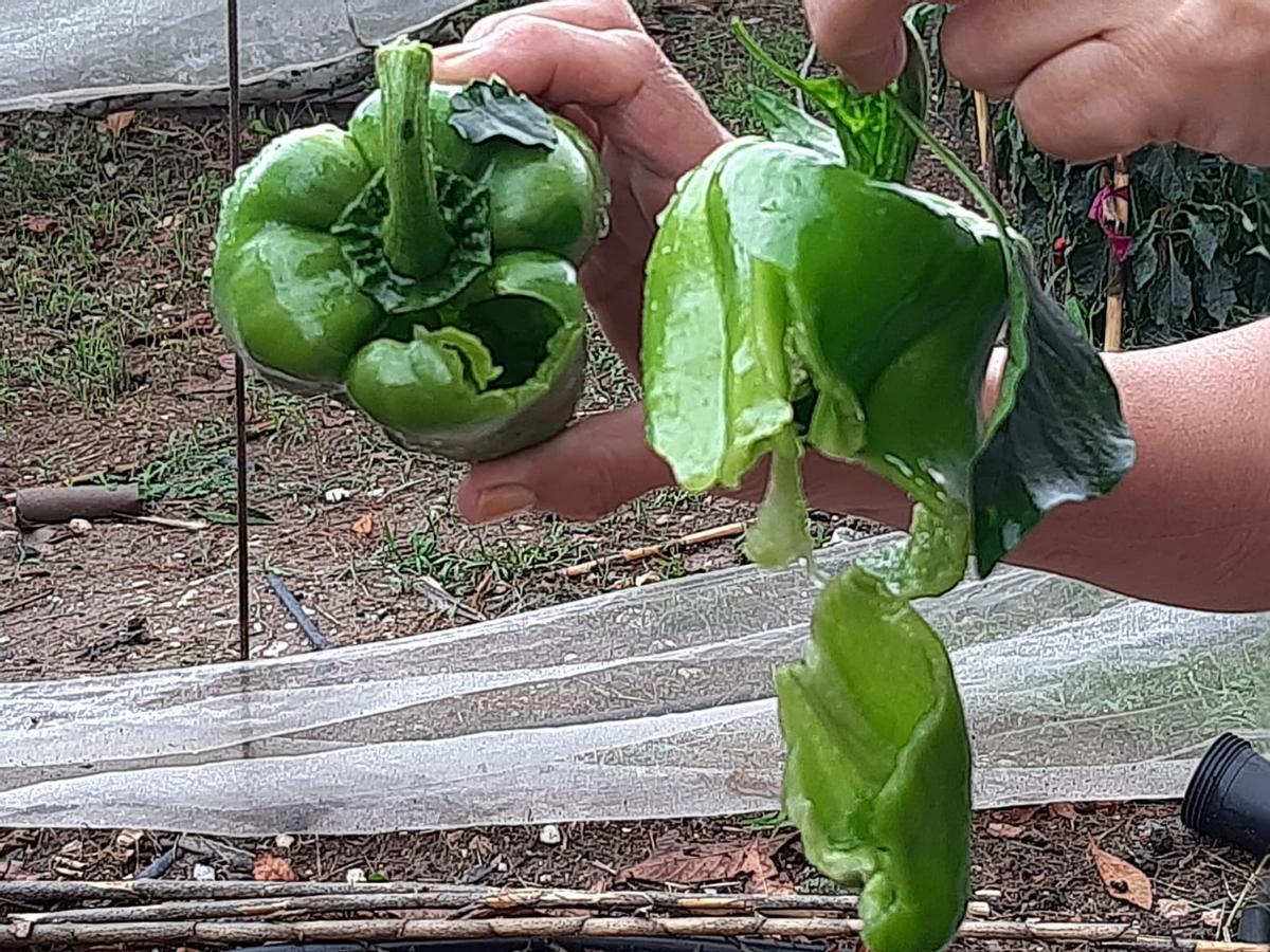 Hortalizas destrozadas por el pedrisco en Albaida.