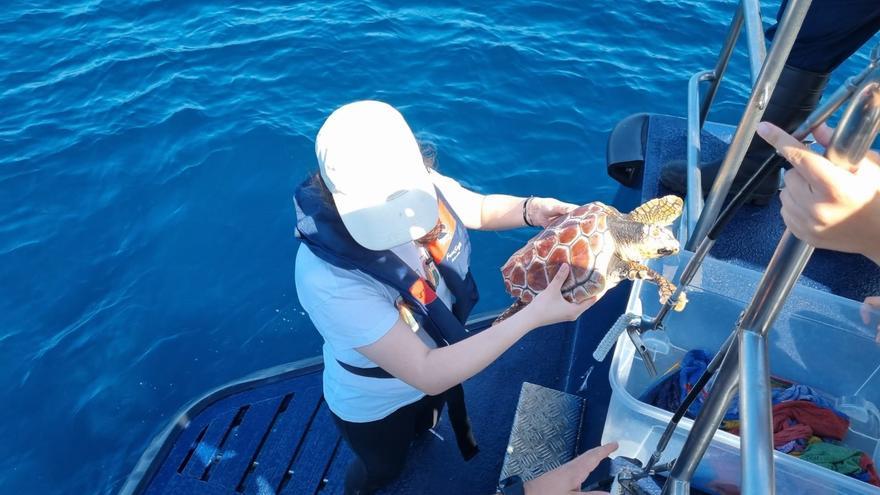 Las tortugas Nemiña e Coviña en el momento de su liberación