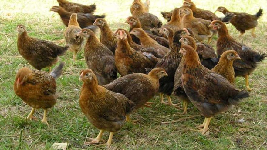 Pollitas de galiña piñeira, en el Centro de Investigacións Agrarias de Mabegondo.