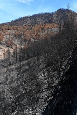 15-10-19 SUPLEMENTOS. ZONA CUMBRERA. ZONA CUMBRERA. Reportaje zonas quemadas tras dos meses. Reportaje triple entrega sobre el paisaje quemado, al cumplirse dos meses. La primera parte será Los tesosos de la Cumbre, en plan más positivo, con los brotes verdes, lugares que visitar. Un segundo con los héroes sin capa, sus protagonistas y una tercera con Lo que el fuego se llevó o Lo perdido, la parte más triste.  Fotos: Juan Castro.  | 15/10/2019 | Fotógrafo: Juan Carlos Castro