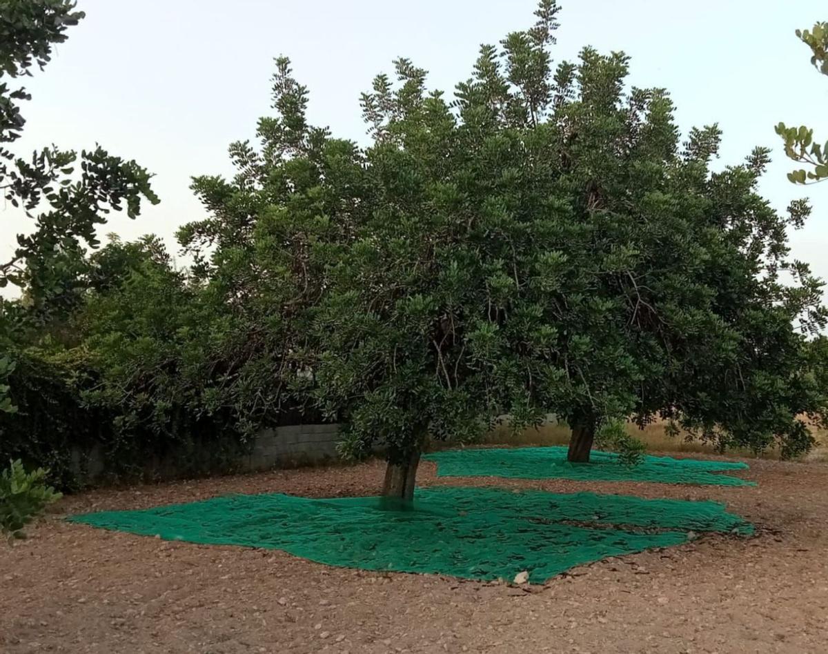 Mallas para recoger la algarroba en una finca de Can Bonet. | J.M.L.R.