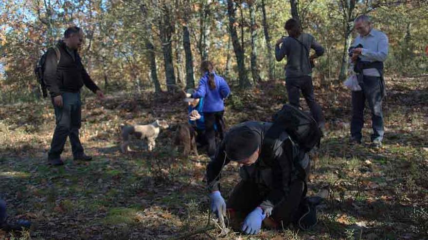 Los perros adiestrados ayudan a localizar los hongos bajo la tierra al grupo de micólogos liderado por Julio Cabero.