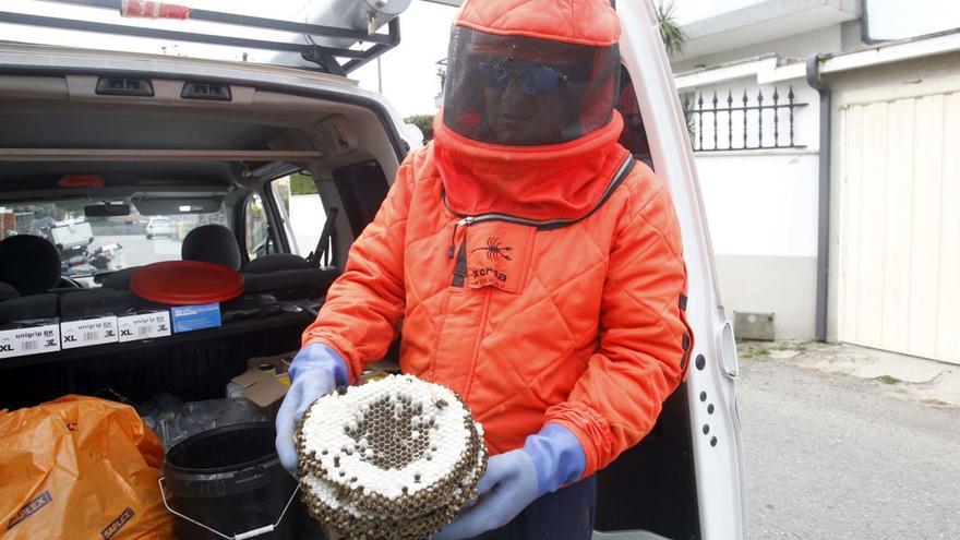 Nido de velutinas retirado en una vivienda en Vilanova de Arousa.