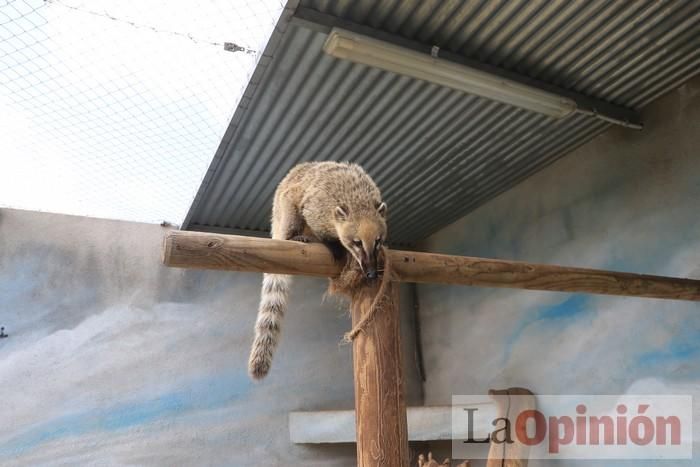 Las Águilas del Sol de Puerto Lumbreras piden ayud