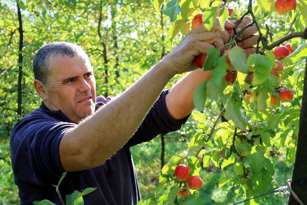 Un agricultor recol•lecta poma de muntanya a Sant Llorenç de Morunys