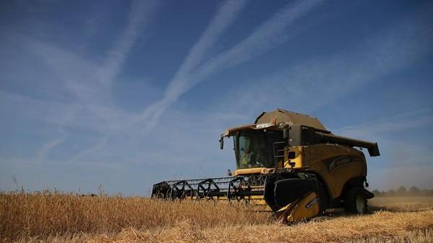 Una cosechadora atraviesa un campo de cereal.