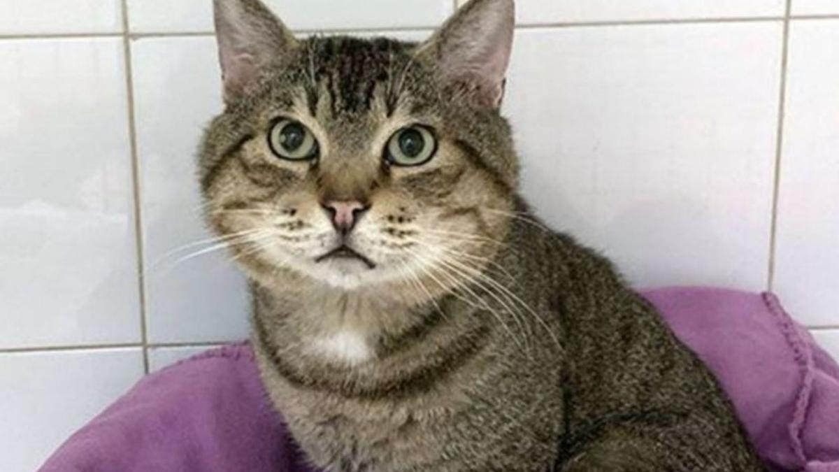 Más de 300 felinos fueron adoptados en Sant Antoni.