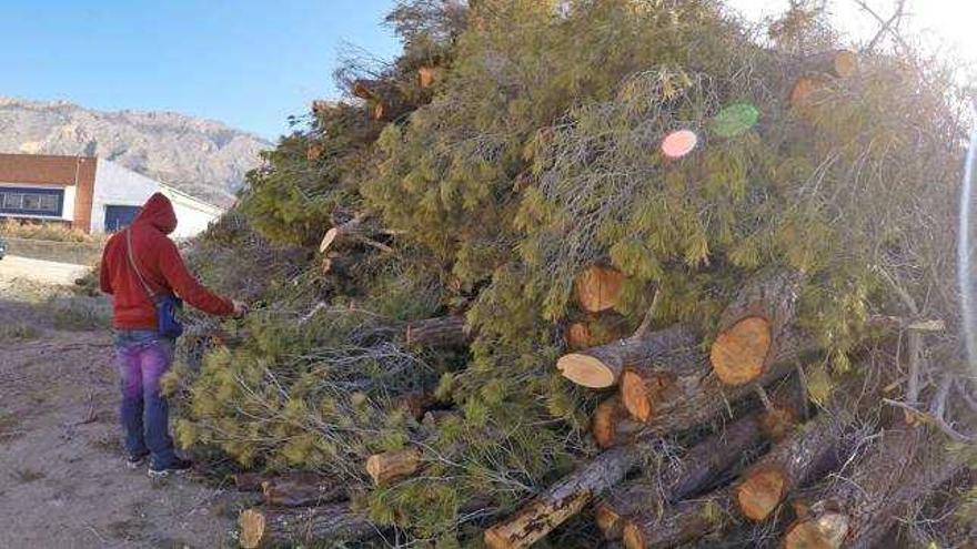 El Ayuntamiento reforestará el monte de San Miguel con 200 cipreses y 280 matorrales