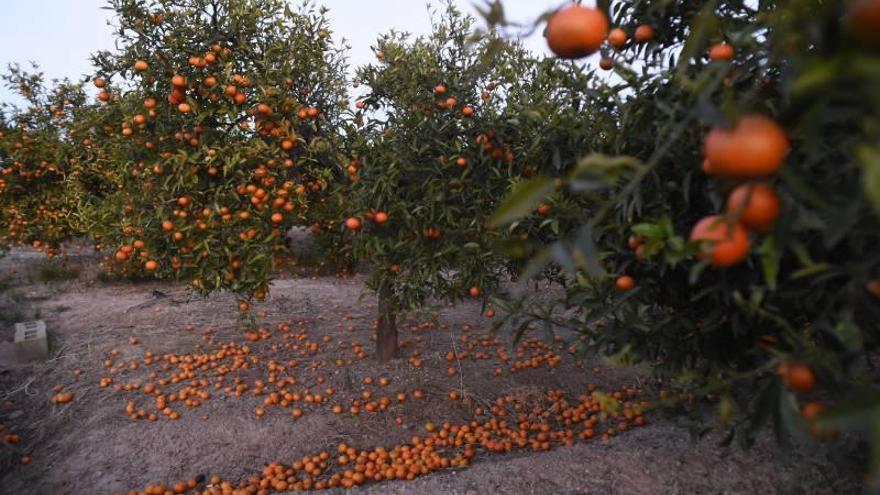Los agricultores de Nules se plantan y regalan sus naranjas en Mascarell