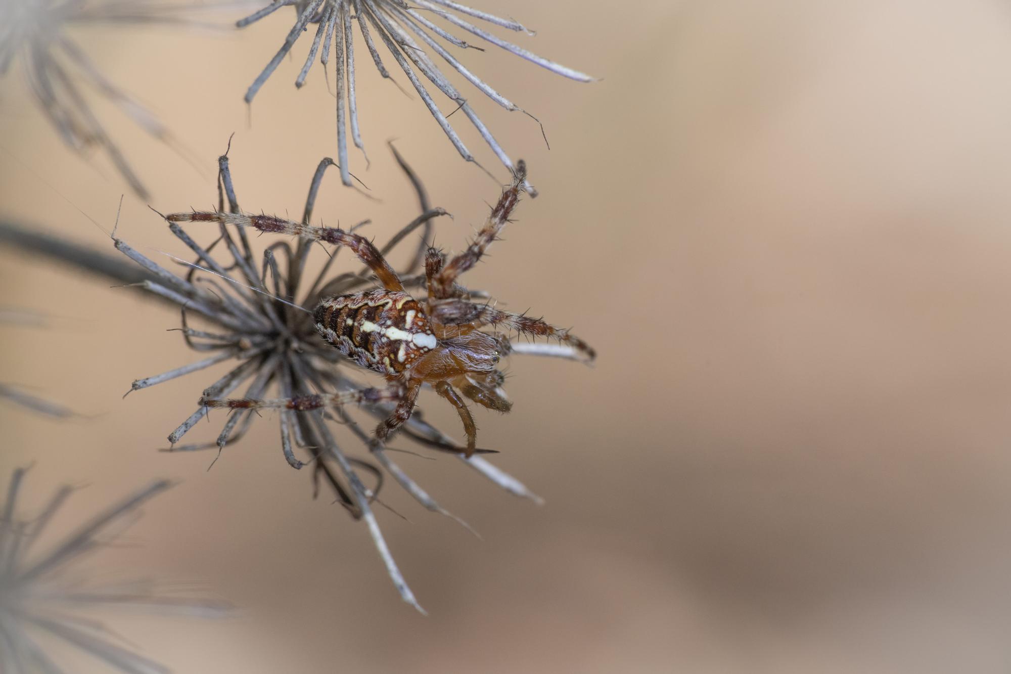 Ejemplar de Araneus diadematus, araña de la cruz.