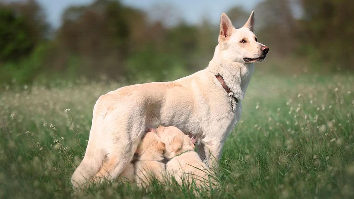 Los cachorros de can de palleiro amamantan a su madre, de origen gallego, en Suecia.