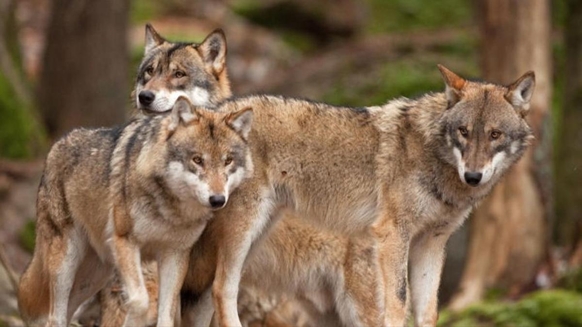 Un grupo de lobos.