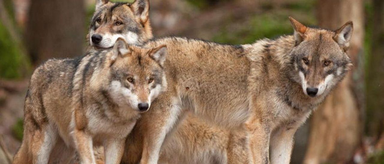 Un grupo de lobos.