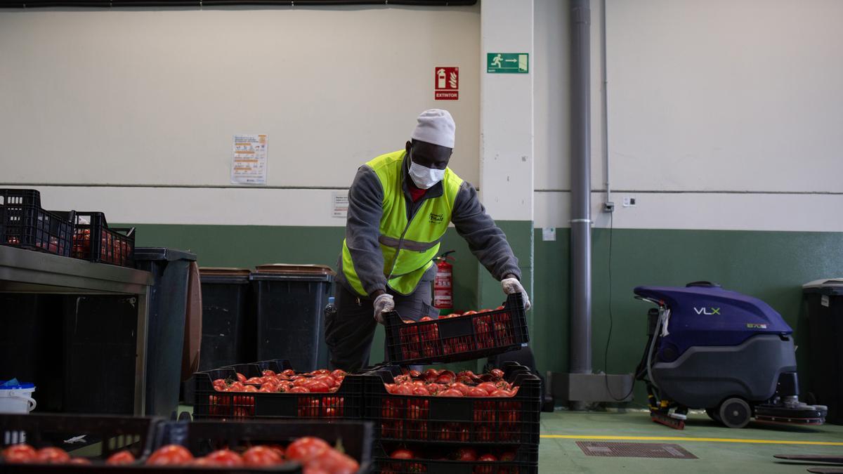 Archivo - Un trabajador traslada tomates