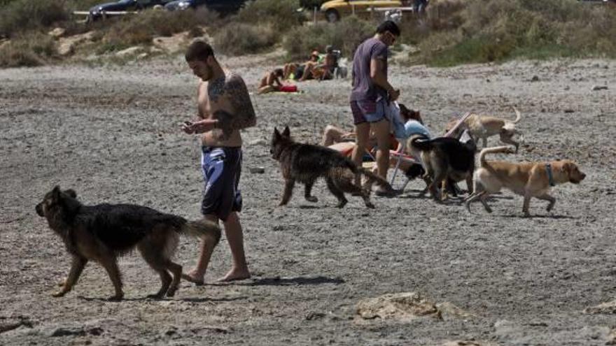 Torrevieja consultará a los vecinos la ubicación de la zona de baño para perros