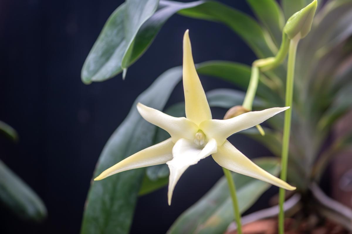 Orquídea de Darwin, orquídea de Navidad o estrella de Belén (Angraecum sesquipedale),