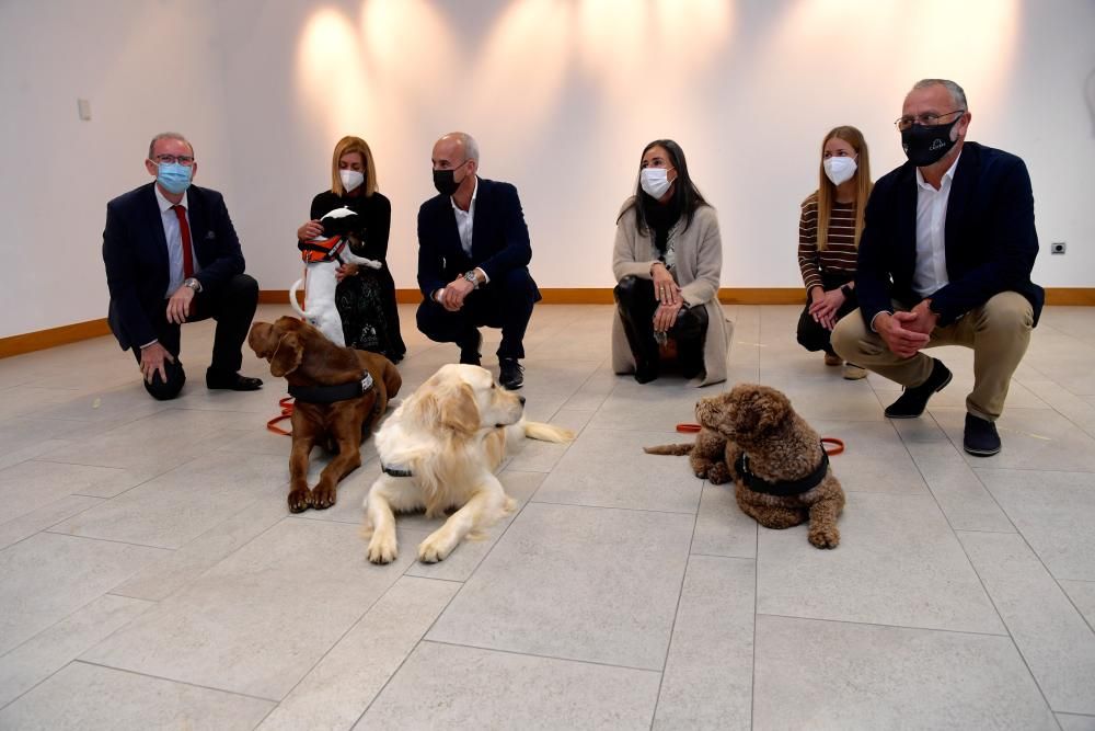 Perros escuderos de víctimas de maltrato