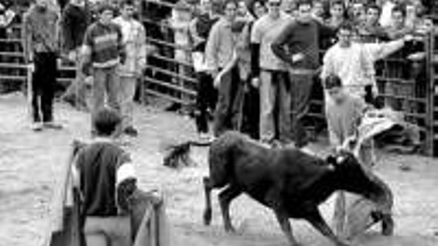 Suelta de vaquillas en las fiestas patronales de jarandilla de la vera