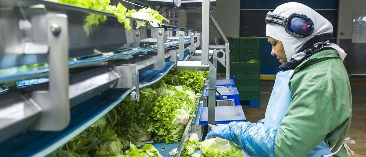 Una operaria en las instalaciones 
de Foodiverse, en Ribarroja. | EMV