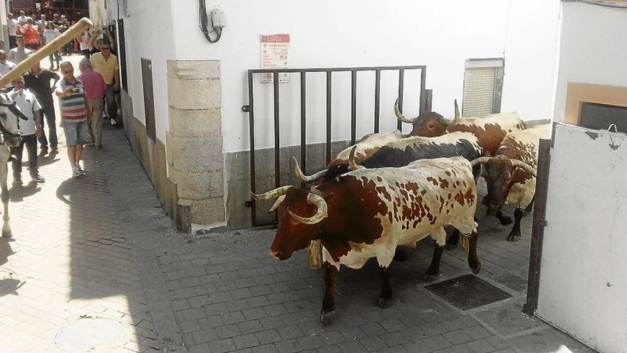 Los Sanjuanes de Coria se estrenan con el traslado de bueyes y vaquilla
