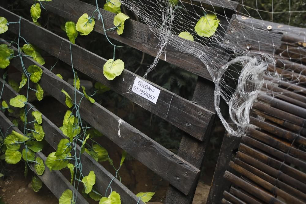 Colonia de gatos bajo el puente del Real de València