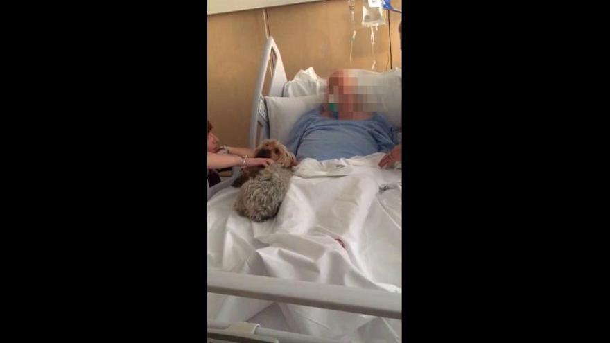 Un hospital de Elche permite a un paciente terminal despedirse de su perro