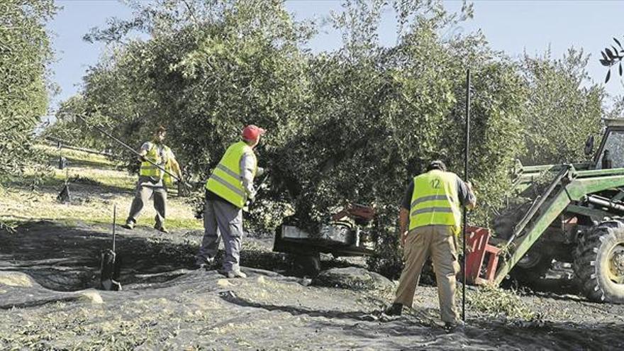 El calor y la falta de lluvias condicionan la producción de aceite esta campaña