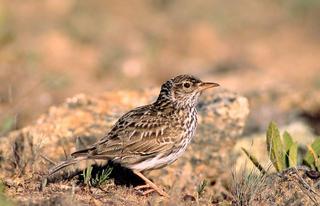 Las aves de ambientes agrarios caen un 27% en España en 30 años