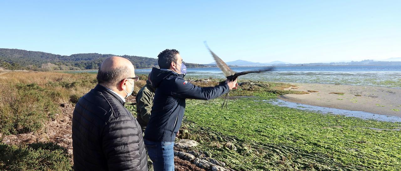 El morito común, aún en manos del delegado de la Xunta, emprende el vuelo en A Lanzada, esta mañana.