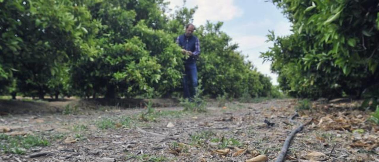 Un campo de cultivo de Elche con riego por goteo