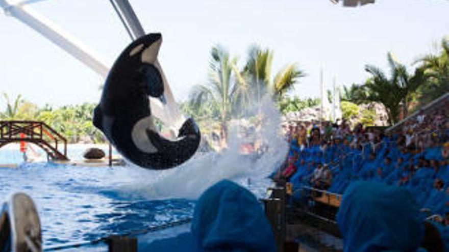 Loro Parque dice que es &quot;completamente imposible&quot; liberar al mar a las orcas