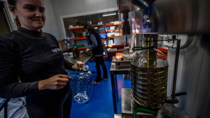 Envasado de aceite en la almazara de la cooperativa agraria de Cabacés (Priorat), en la denominación de origen del aceite virgen extra Siurana, el pasado diciembre.