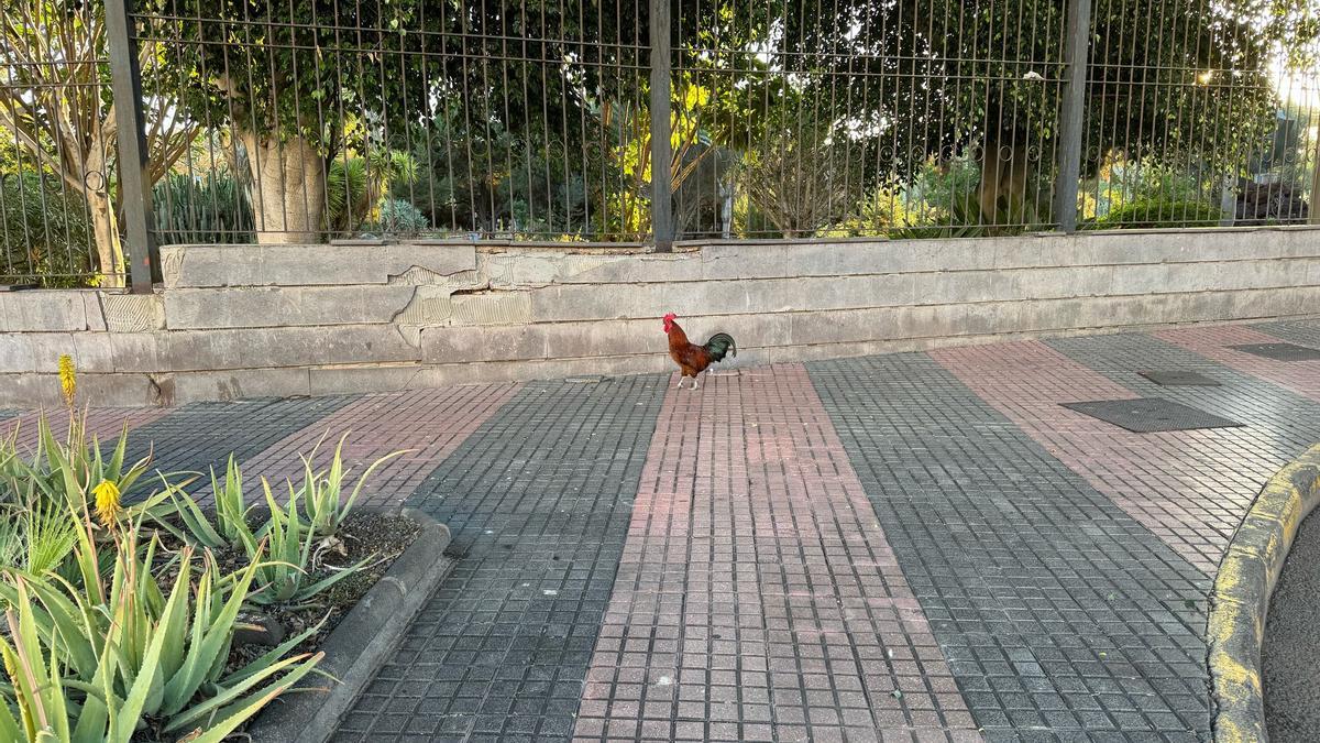 Gallo frente al parque de San Juan en Telde