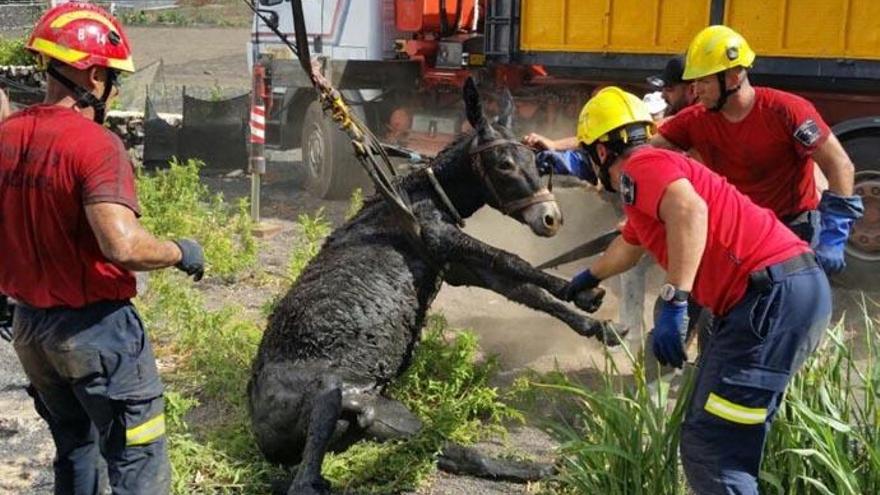 Rescatan a un burro del interior de un aljibe en Teguise