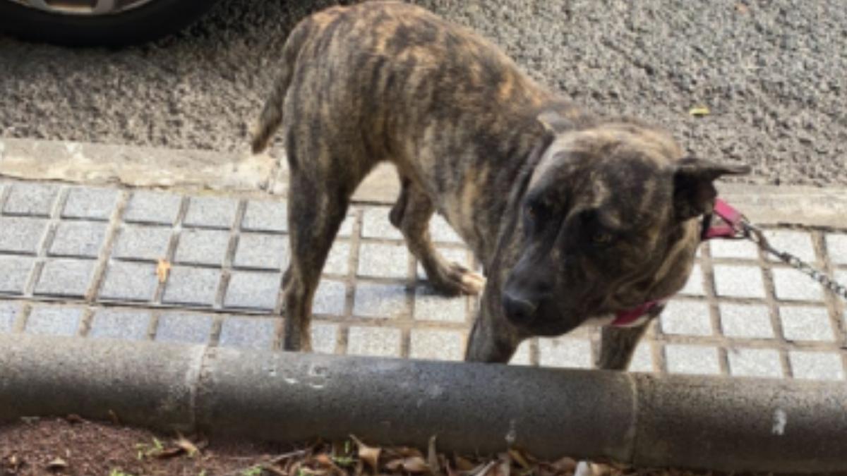 Episodio de maltrato animal en Siete Palmas