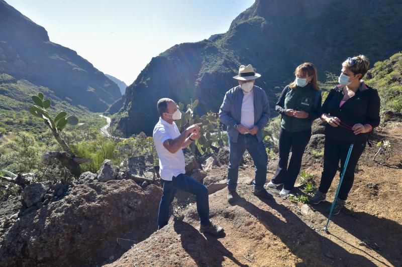 Inauguración del camino de las bestias en Ingenio