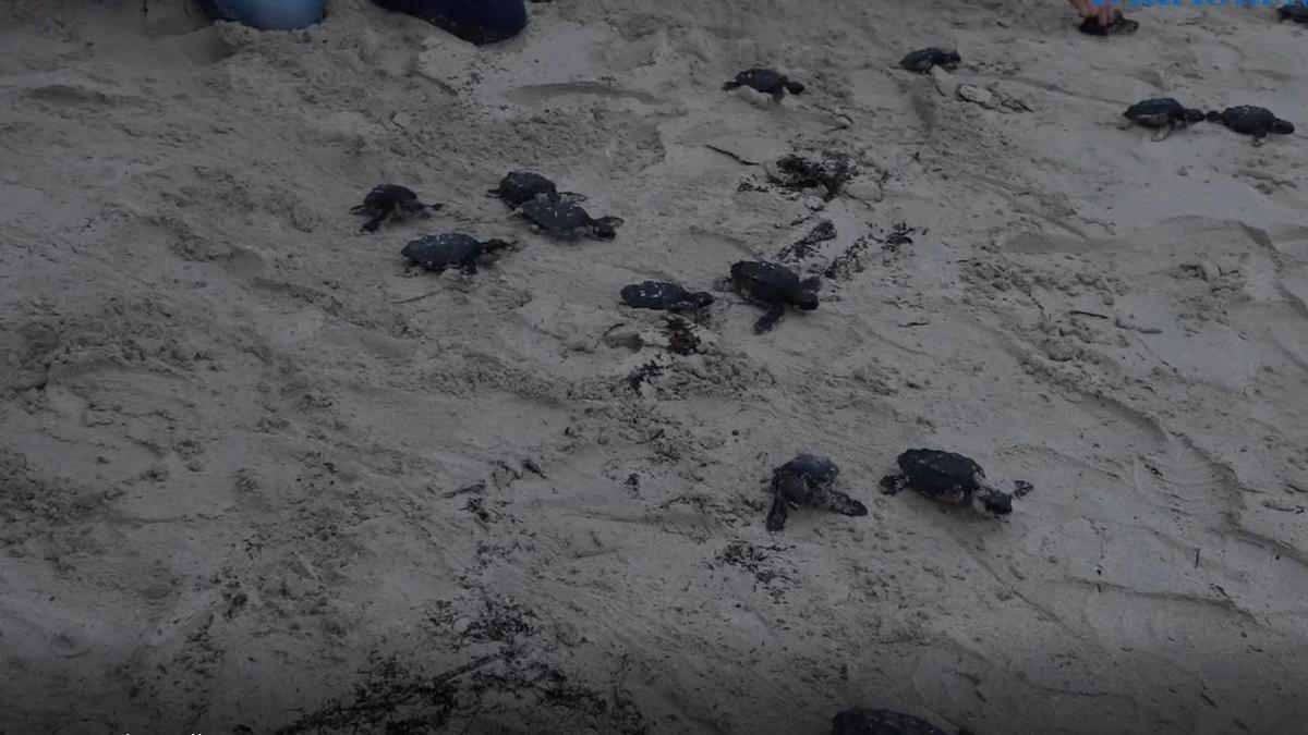 Las tortugas liberadas en Cala Millor.