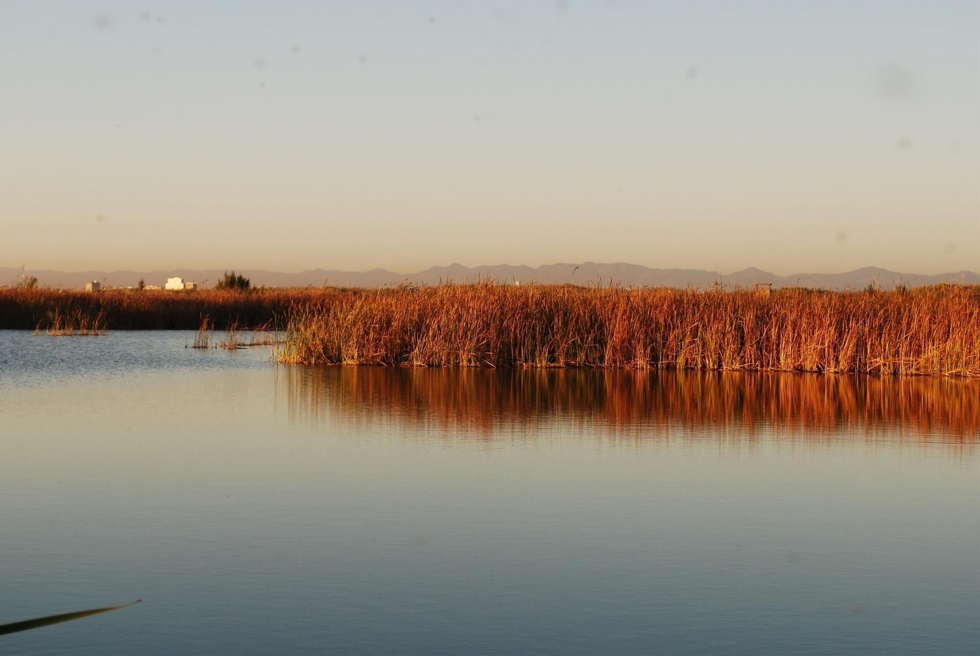 Las mejores imágenes de l'Albufera en el Día Mundial de los Humedales