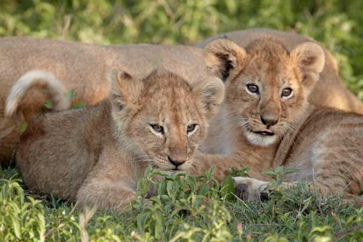 Crías de león en el Parque Nacional del Serengeti en Tanzania.