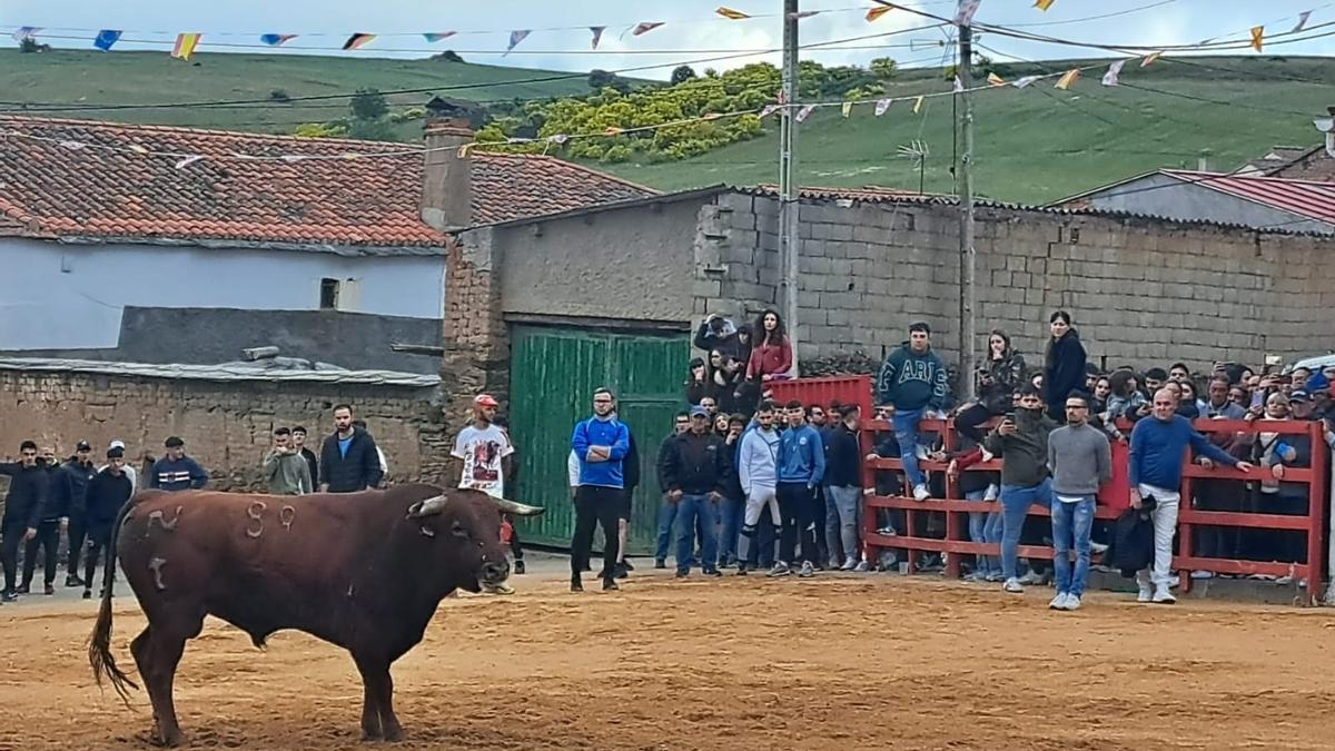 Aficionados disfrutan de un festejo taurino celebrado el pasado año en Manzanal del Barco.